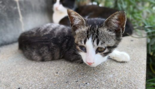 【猫の島】世界6大猫スポット”相島”の魅力 福岡・博多からのアクセス 東京から日帰り観光もOK